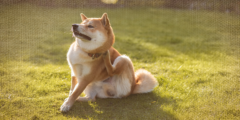Flea & Tick Control for Your Pets: Getting Ahead of a Bad Spring Season