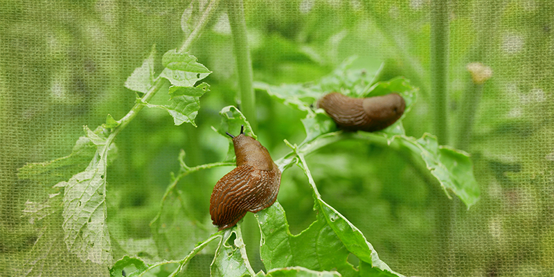 How to Get Rid of Slugs, Beetles & Other Spring Garden Pests in the Pacific Northwest