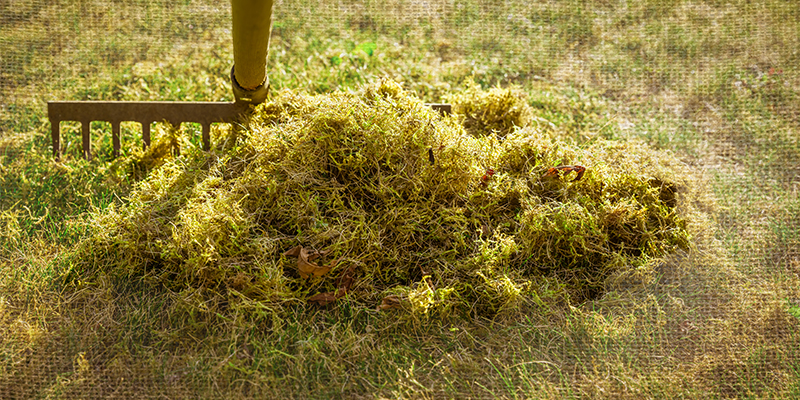 How to Get Rid of Moss and Clover in Your Lawn This Spring (Pacific Northwest Guide)