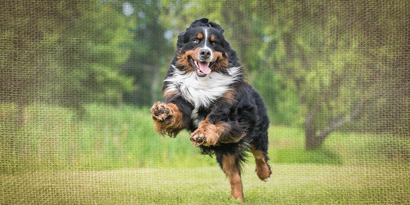 Spring Lawn Treatments and Your Pets: What's Safe, What's Not, and What Every Dog Owner Should Know