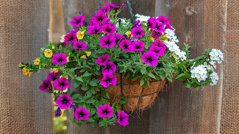 8 Things to Do to Have Your Hanging Basket Thriving All Season Long