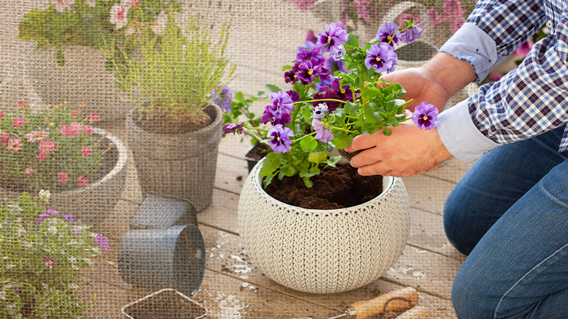 Container Gardening: A Guide to Beautiful Annual Planters