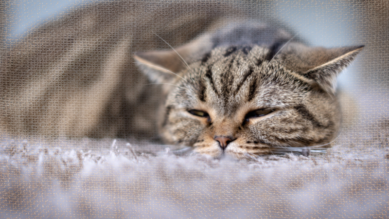 Cat Health Spring and Summer Guide