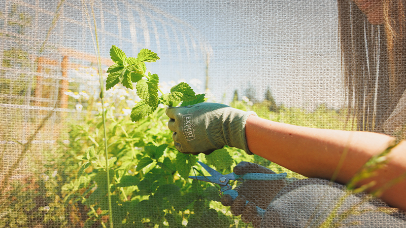 Grow It, Use It: A Beginner's Guide to Herb Gardening