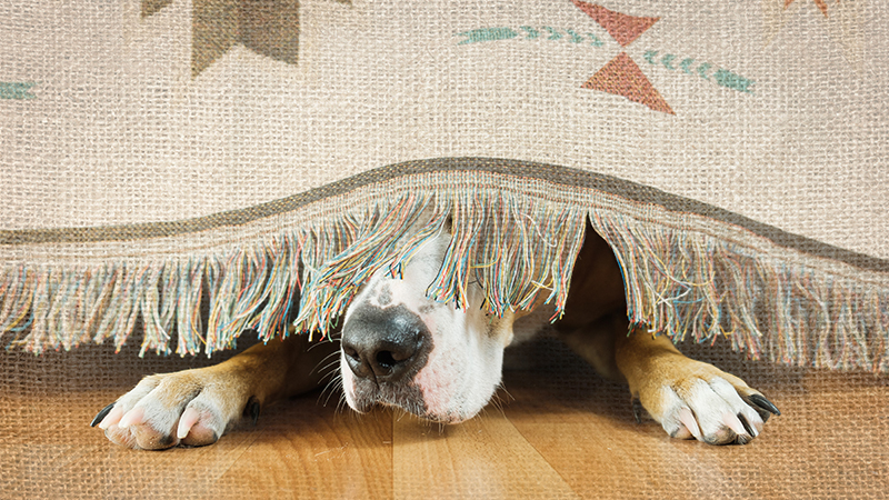 Keep Your Dog Calm This Fourth of July