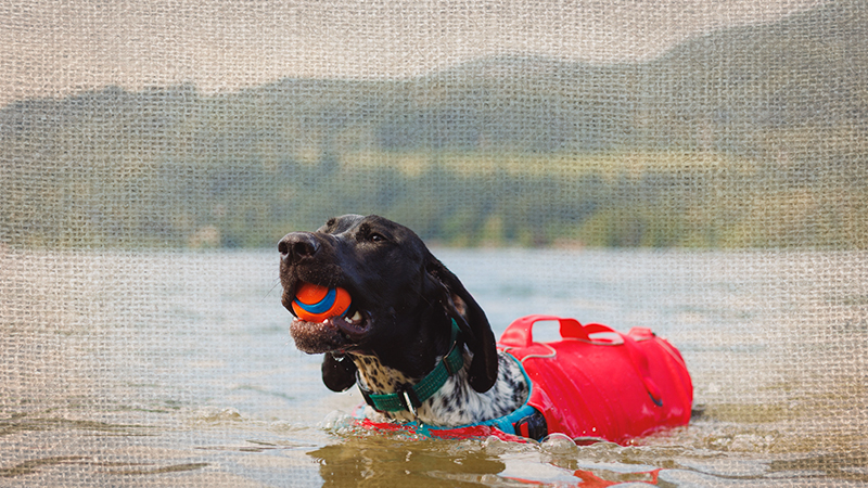 Dog Summer Safety