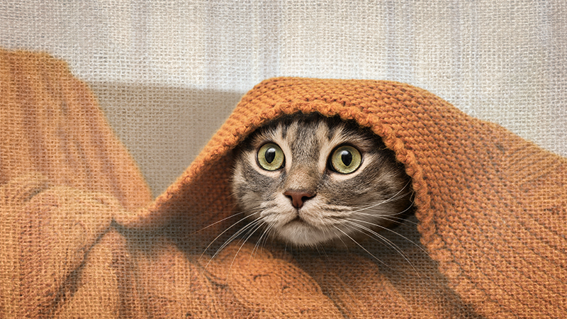 Scared Stiff: Helping Your Cat Stay Calm this Fourth of July
