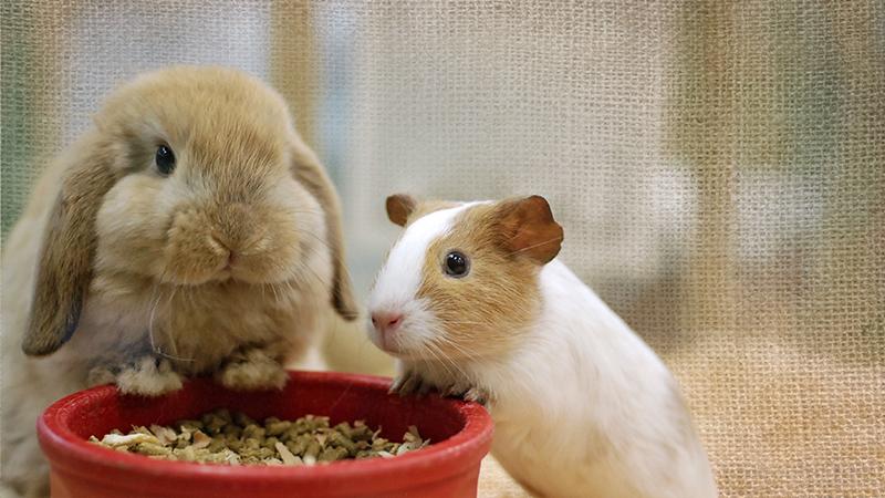 Rabbit and Guinea Pig eating their food 