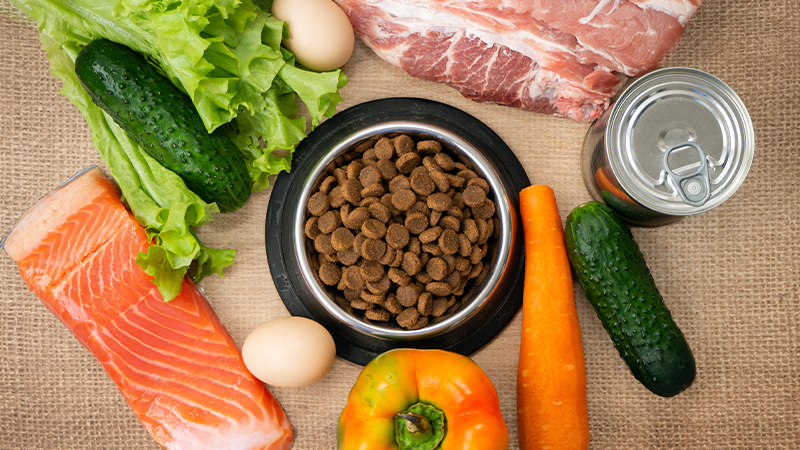Decoding Dog Food: Types, Treats, and What the Label Really Tells You