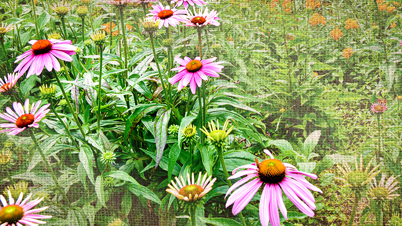 From Bed to Bouquet: Growing, Caring For, and Harvesting Your Backyard Cut Flower Garden