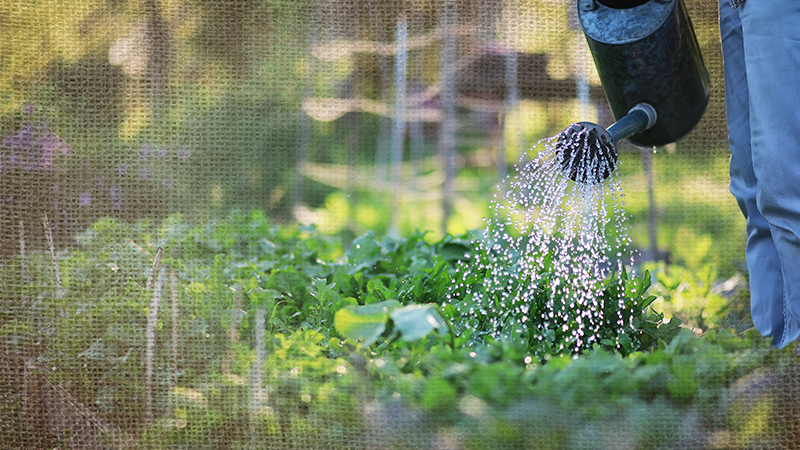 August Garden Check-In: Surviving the Summer Stretch