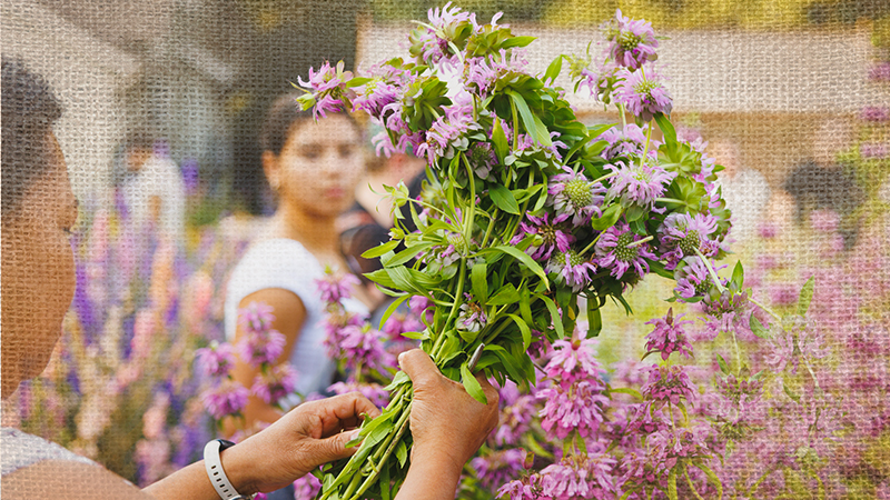 Last Call for the Cutting Garden: How to Harvest and Dry Flowers Before the Season Turns