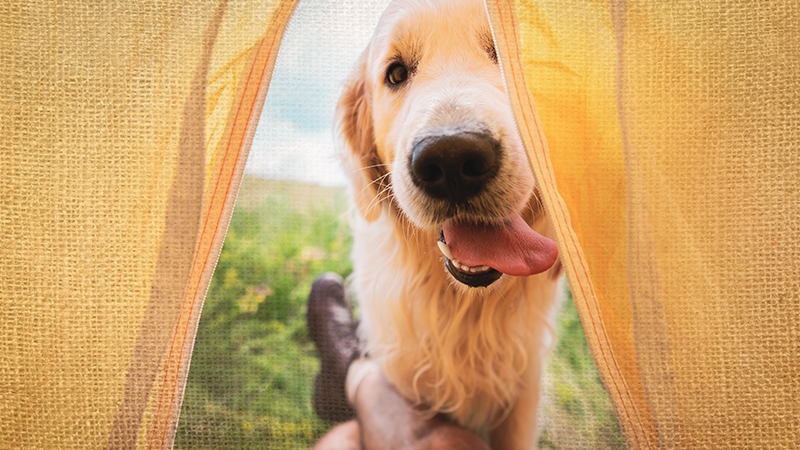 Happy dog camping