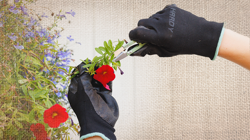 Pruning flowers in the garden before fall