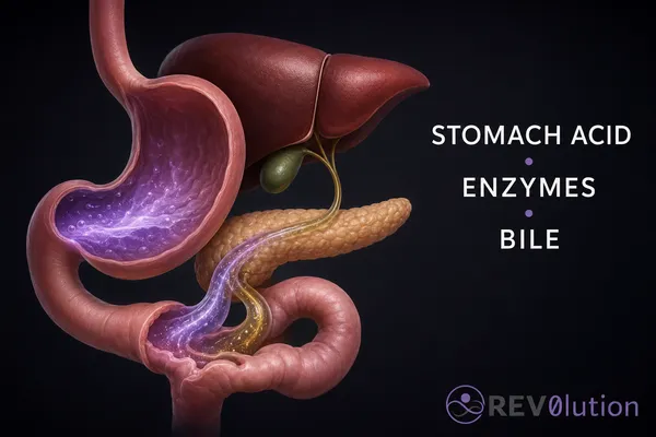 Stomach Acid & Digestive Enzymes