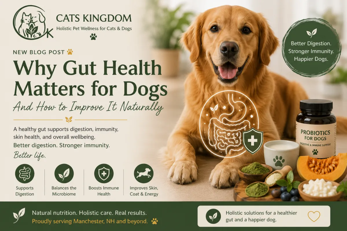 Why Gut Health Matters for Dogs and How to Improve It Naturally