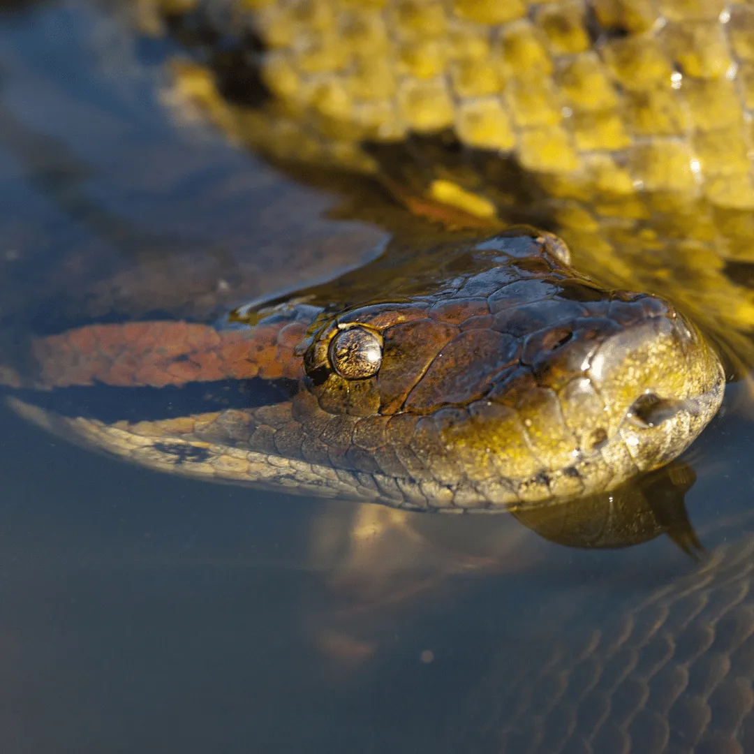 wildlife control binghamton ny, animal removal binghamton ny, bat removal binghamton ny, raccoon removal binghamton ny, squirrel removal binghamton ny, wildlife removal broome county ny, nuisance wildlife control binghamton ny