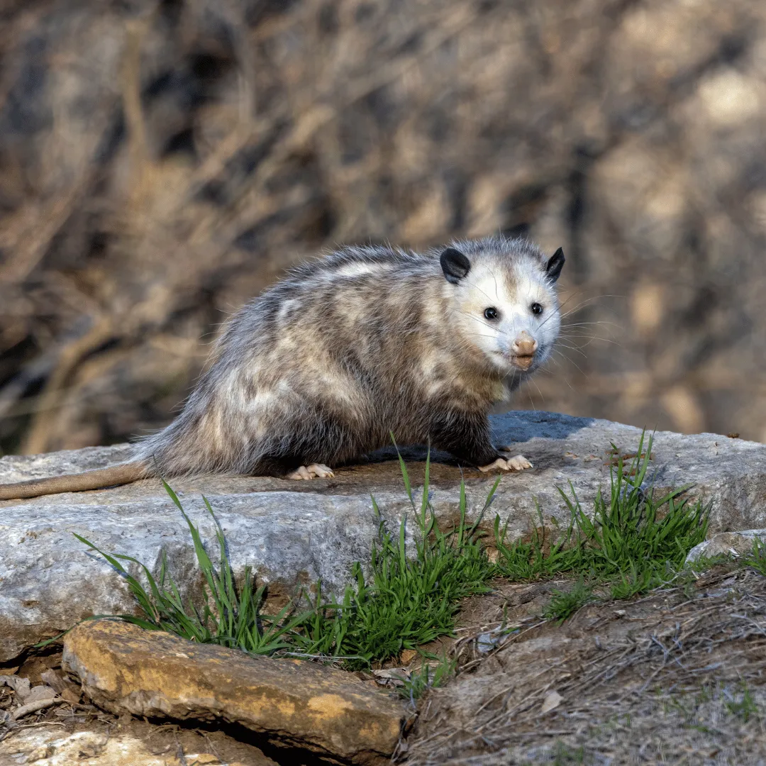 about wildlife control unlimited llc, wildlife control binghamton ny, animal removal binghamton ny, local wildlife company binghamton ny, wildlife removal broome county ny, nuisance wildlife control binghamton, wildlife exclusion binghamton ny