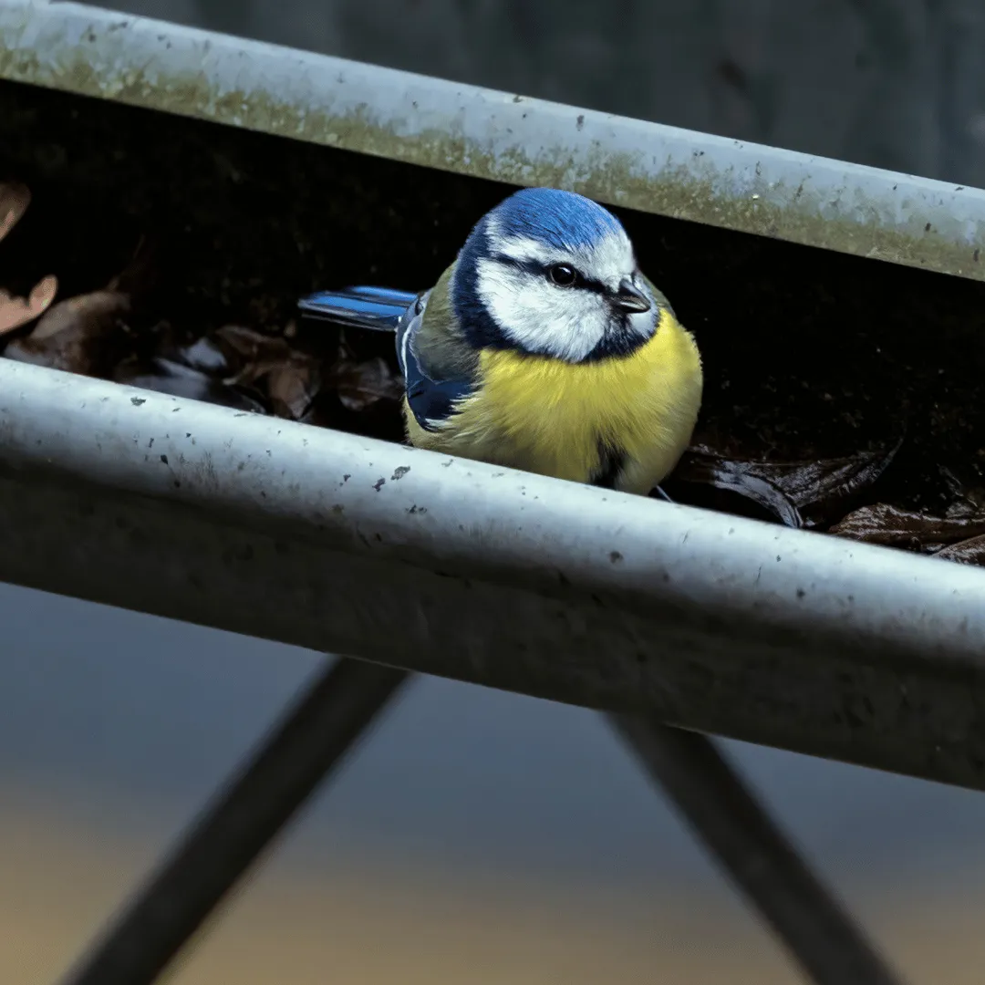 about wildlife control unlimited llc, wildlife control binghamton ny, animal removal binghamton ny, local wildlife company binghamton ny, wildlife removal broome county ny, nuisance wildlife control binghamton, wildlife exclusion binghamton ny