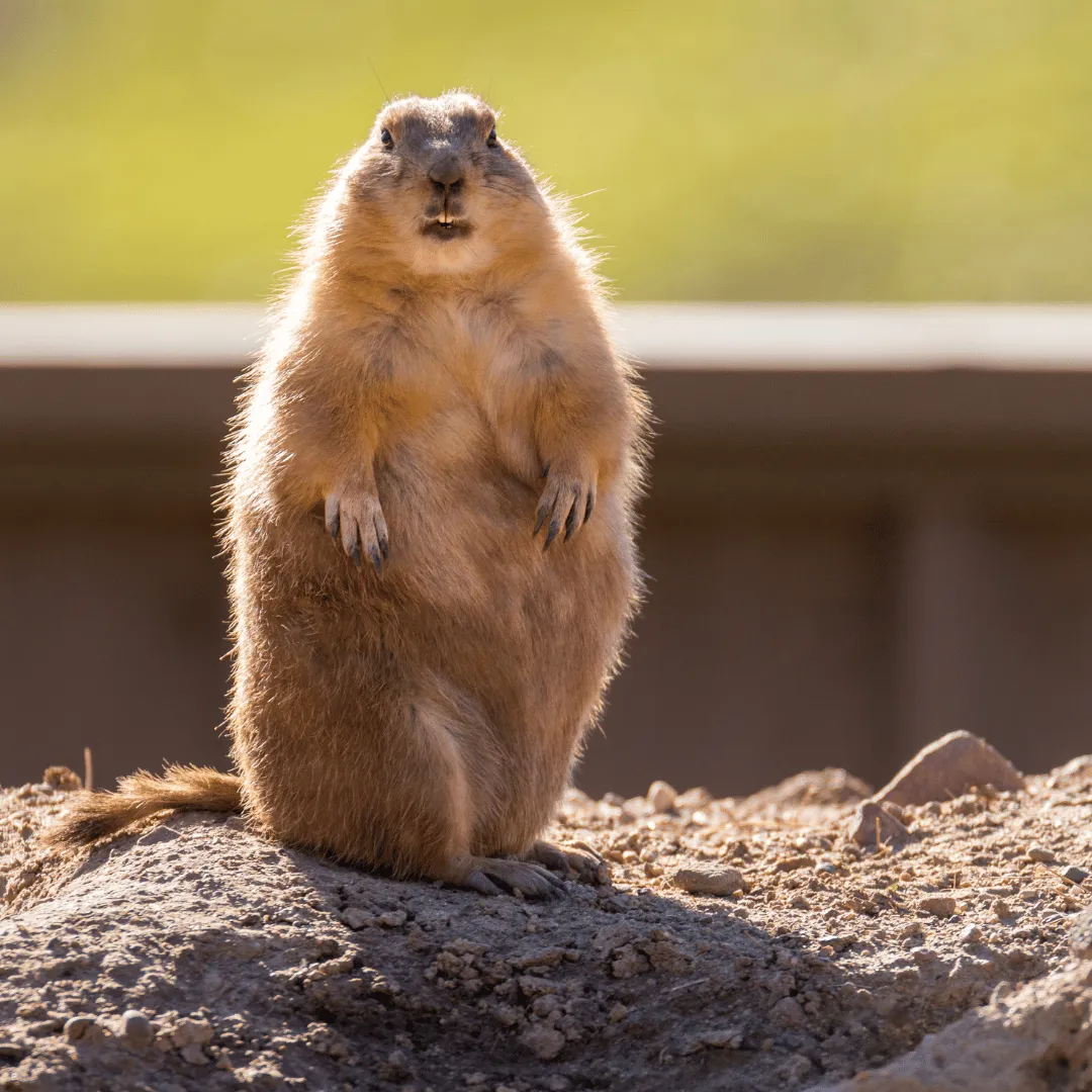 wildlife control Endicott NY, animal removal Endicott NY, bat removal Endicott NY, raccoon removal Endicott NY, squirrel removal Endicott NY, wildlife exclusion Endicott NY, nuisance wildlife control Endicott NY