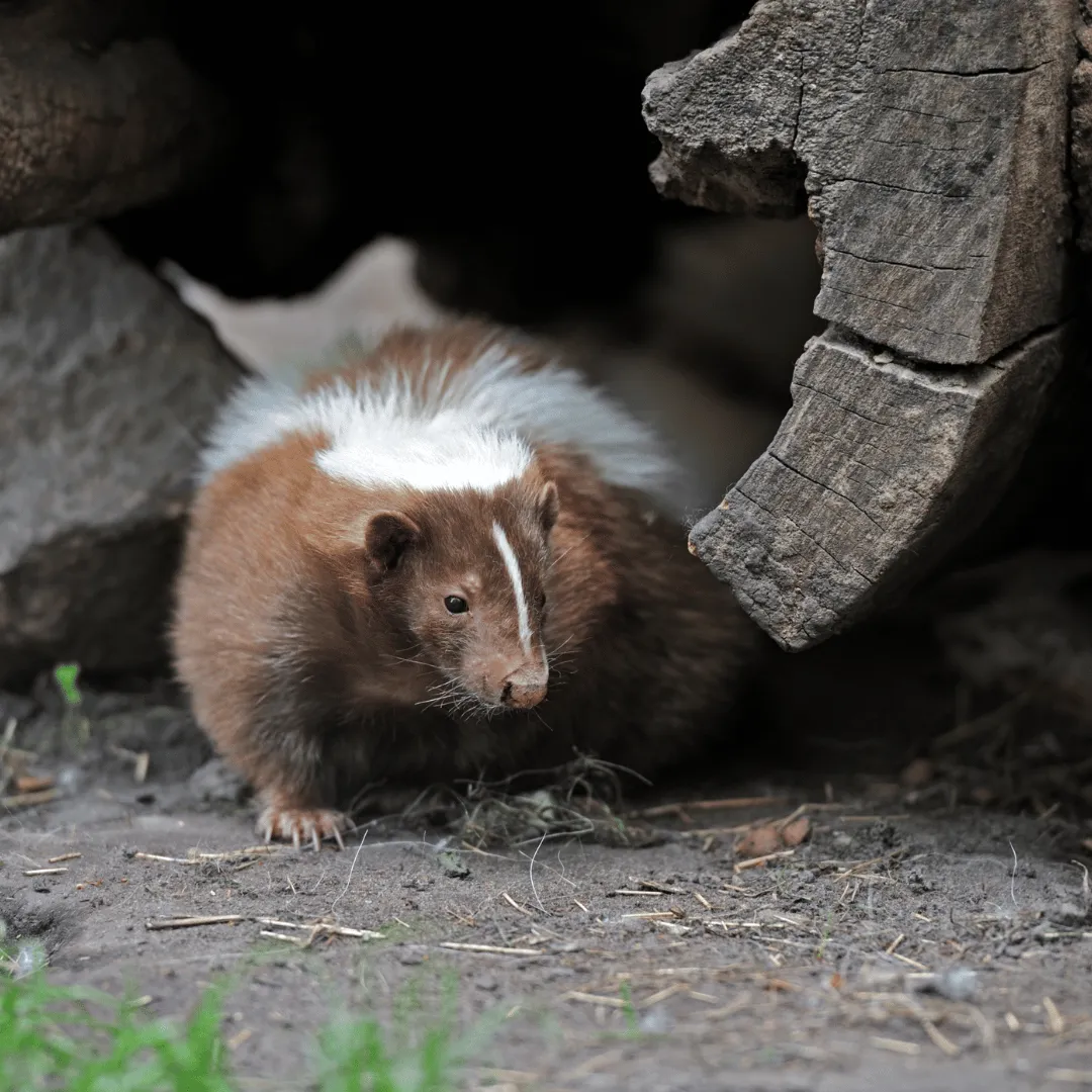 wildlife control Endicott NY, animal removal Endicott NY, bat removal Endicott NY, raccoon removal Endicott NY, squirrel removal Endicott NY, wildlife exclusion Endicott NY, nuisance wildlife control Endicott NY