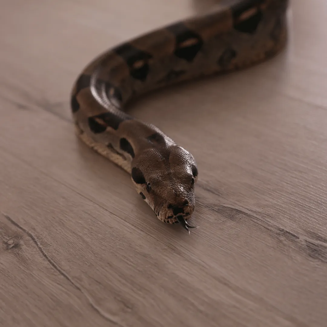 wildlife control Endicott NY, animal removal Endicott NY, bat removal Endicott NY, raccoon removal Endicott NY, squirrel removal Endicott NY, wildlife exclusion Endicott NY, nuisance wildlife control Endicott NY