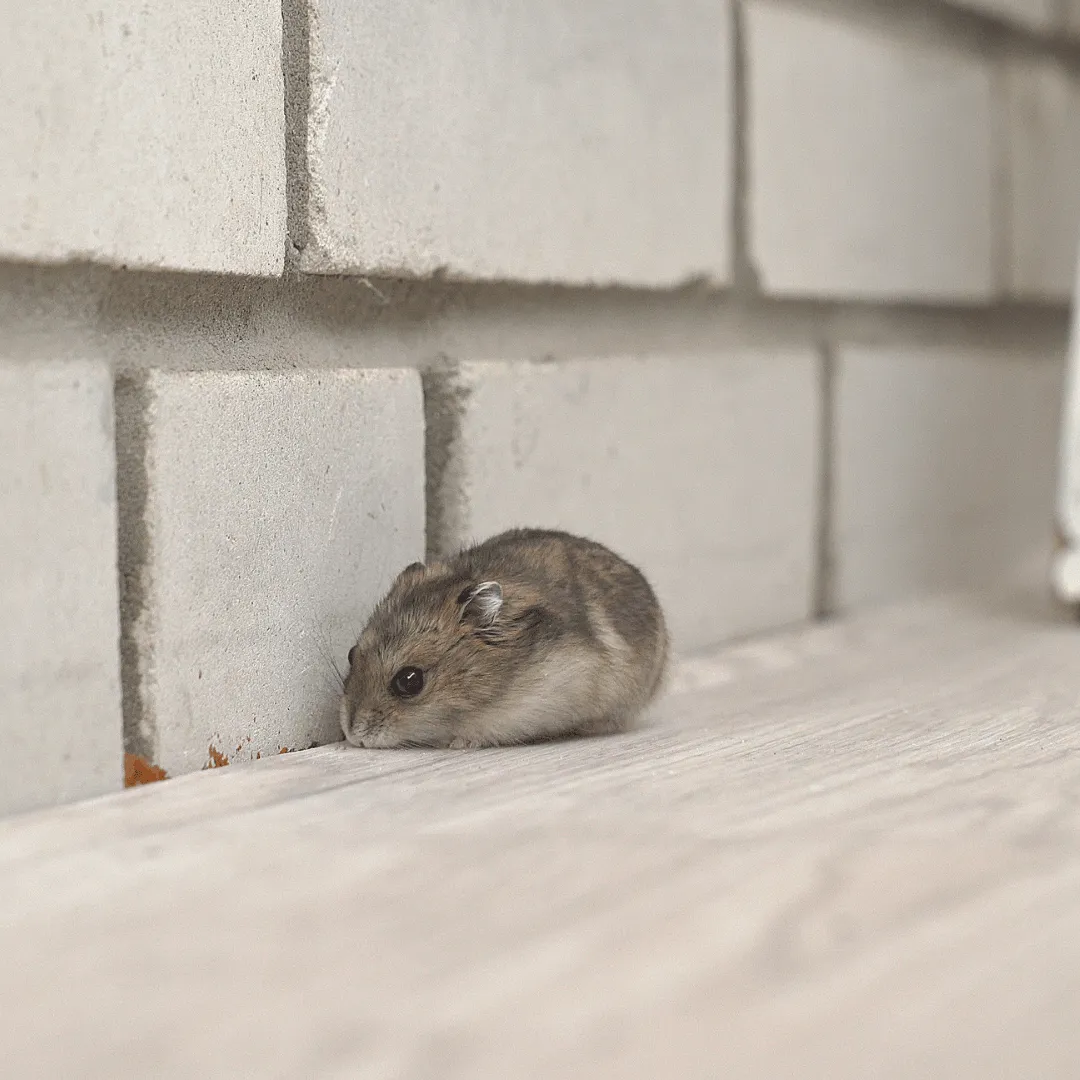 wildlife exclusion binghamton ny, animal proofing binghamton ny, wildlife control binghamton ny, bat guano clean out binghamton ny, fecal matter clean out binghamton ny, insulation replacement binghamton ny, animal exclusion binghamton ny