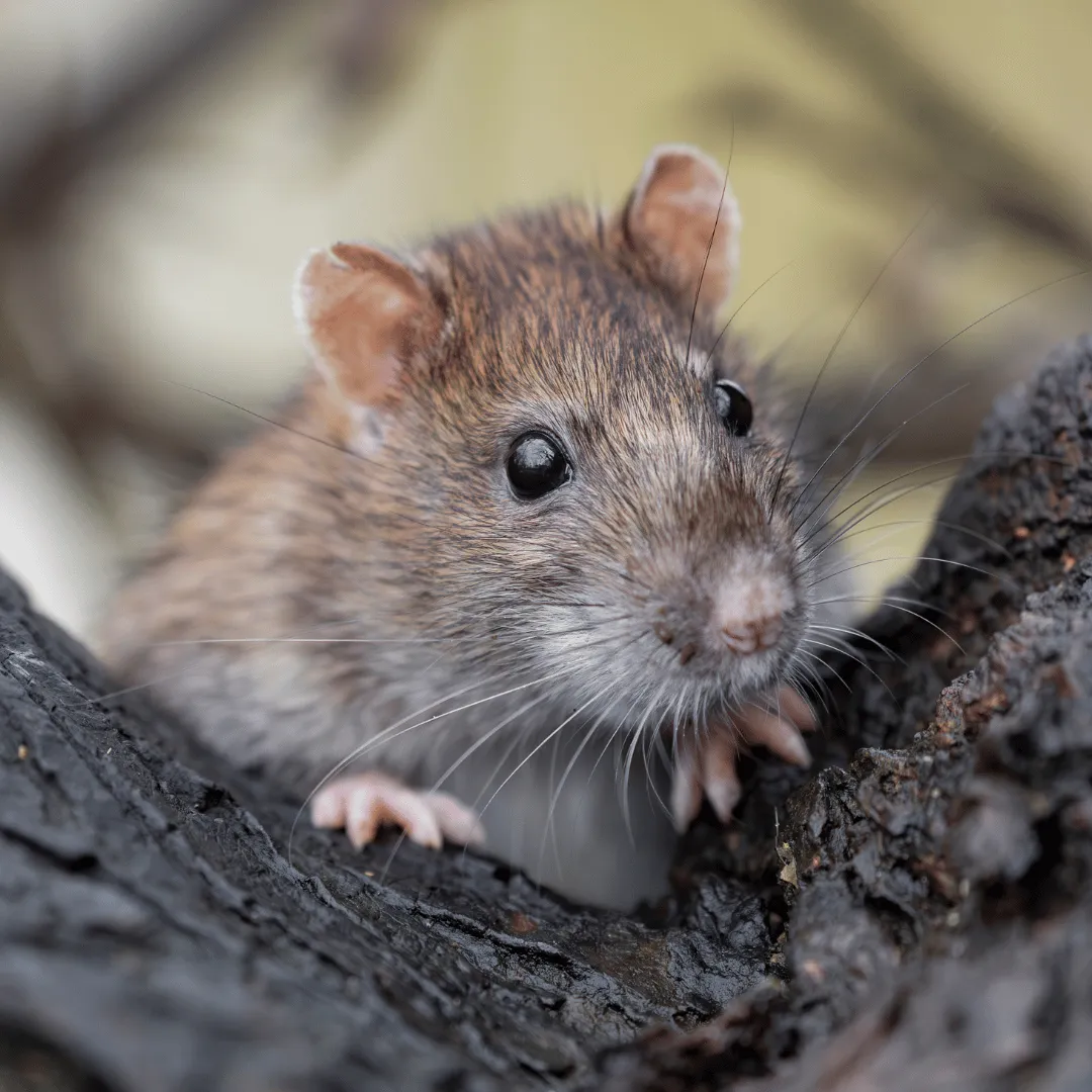 wildlife removal binghamton ny, animal removal binghamton ny, bat removal binghamton ny, raccoon removal binghamton ny, squirrel removal binghamton ny, mice removal binghamton ny, rat removal binghamton ny