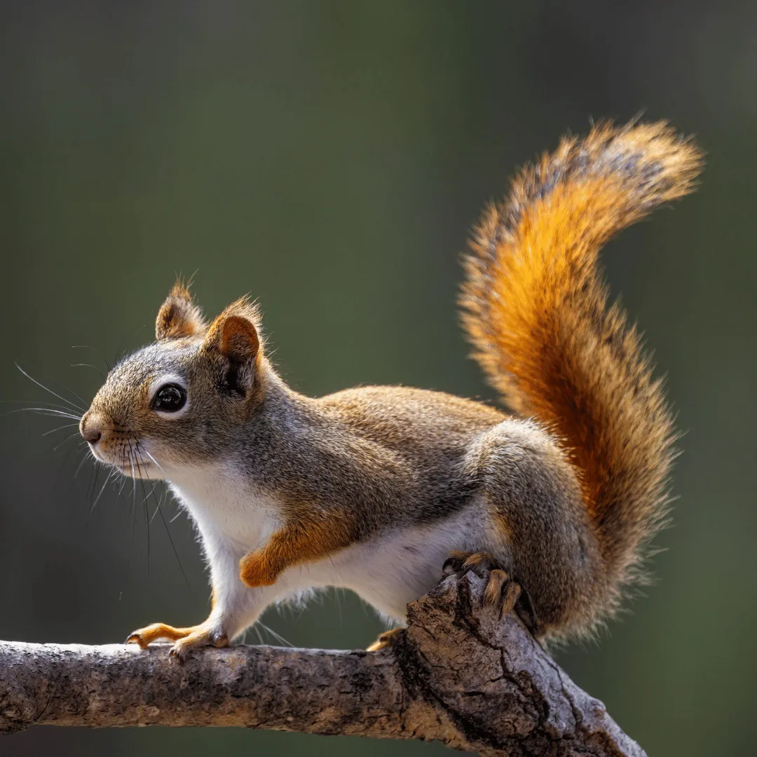 wildlife removal binghamton ny, animal removal binghamton ny, bat removal binghamton ny, raccoon removal binghamton ny, squirrel removal binghamton ny, mice removal binghamton ny, rat removal binghamton ny