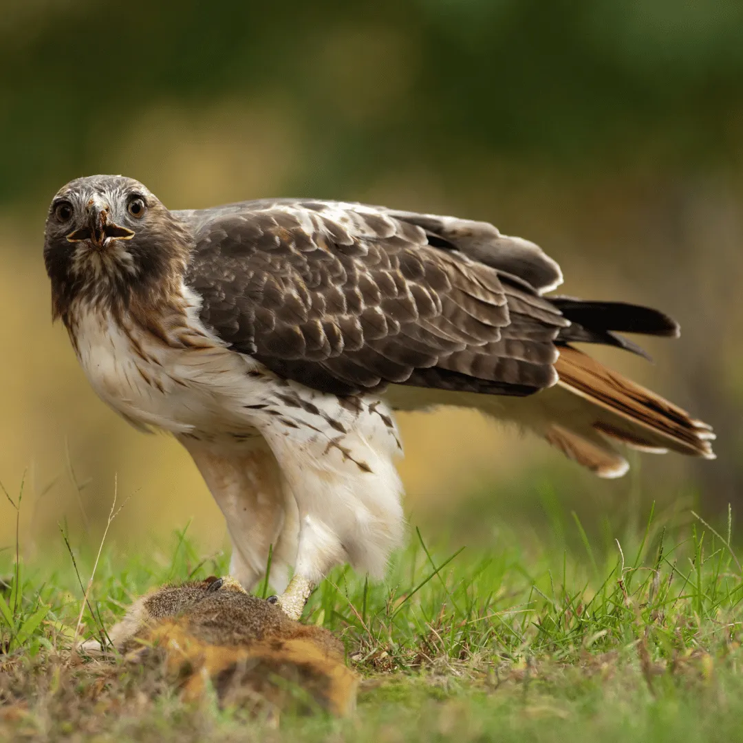 wildlife control binghamton ny, animal removal binghamton ny, bat removal binghamton ny, raccoon removal binghamton ny, squirrel removal binghamton ny, wildlife removal broome county ny, nuisance wildlife control binghamton ny