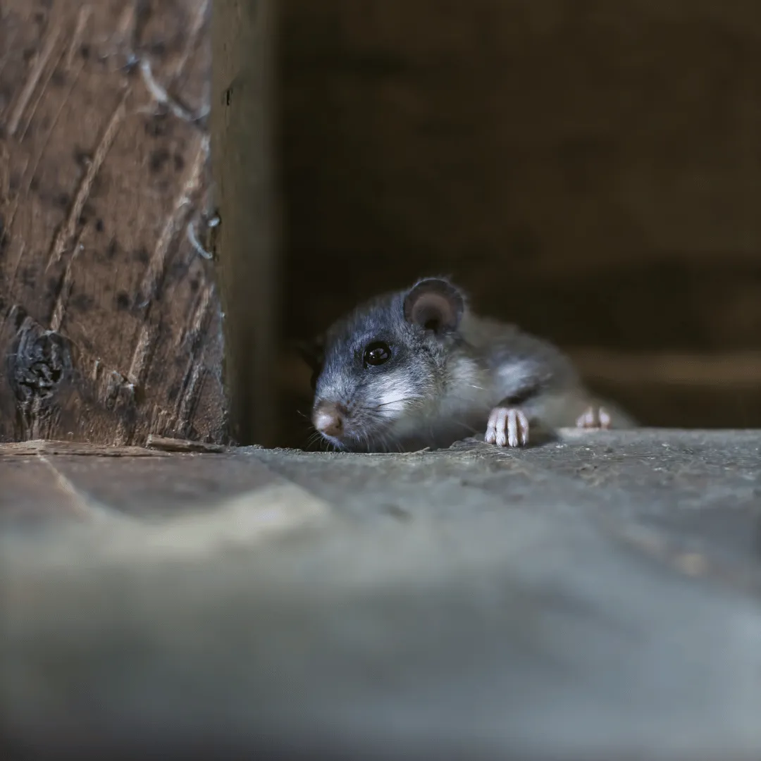 wildlife control binghamton ny, animal removal binghamton ny, bat removal binghamton ny, raccoon removal binghamton ny, squirrel removal binghamton ny, wildlife removal broome county ny, nuisance wildlife control binghamton ny