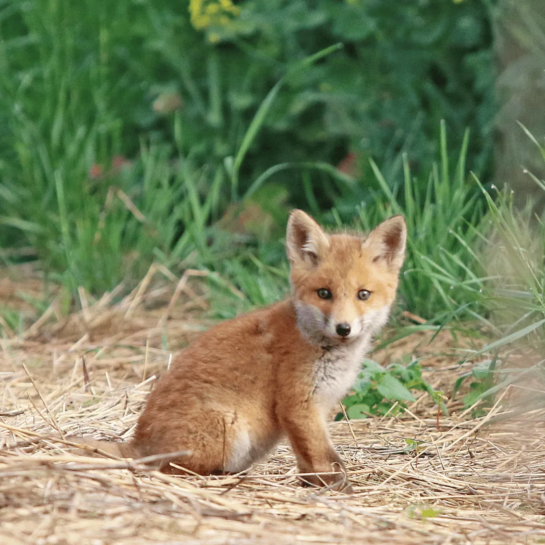 wildlife control binghamton ny, animal removal binghamton ny, bat removal binghamton ny, raccoon removal binghamton ny, squirrel removal binghamton ny, wildlife removal broome county ny, nuisance wildlife control binghamton ny