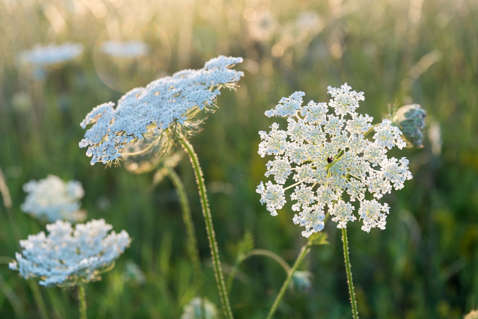 Queen Anne's Lace Journal