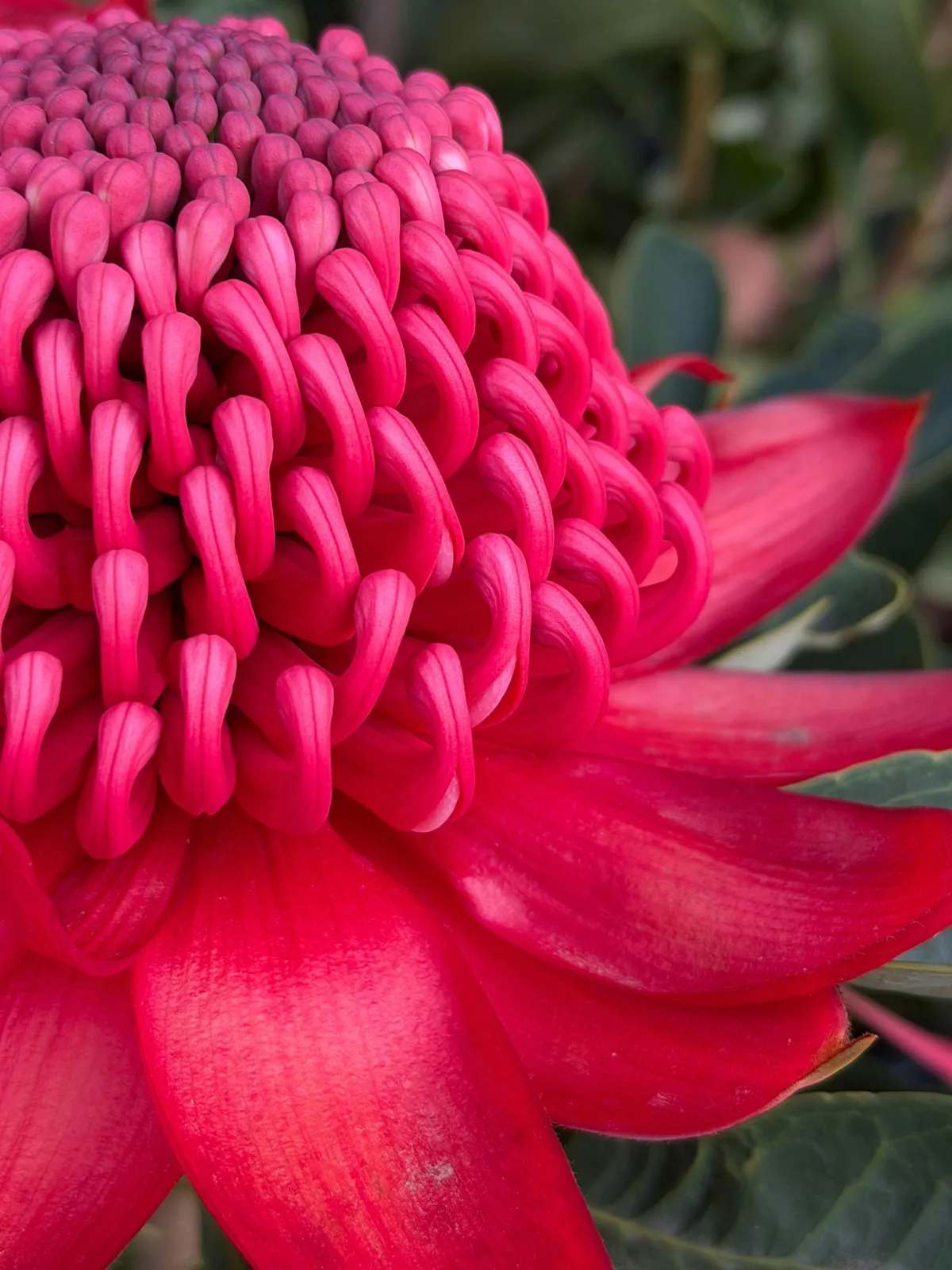 Waratah Journal