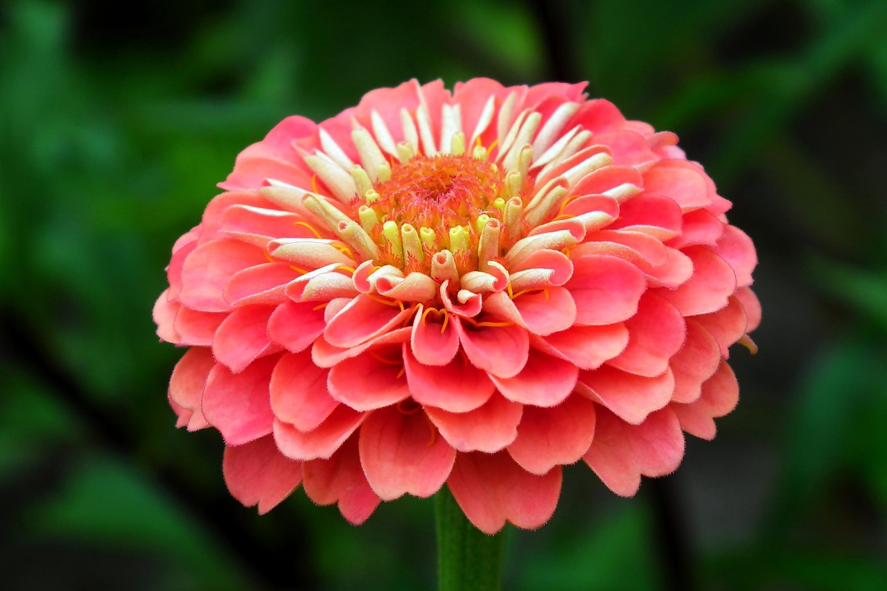Zinnia Journal