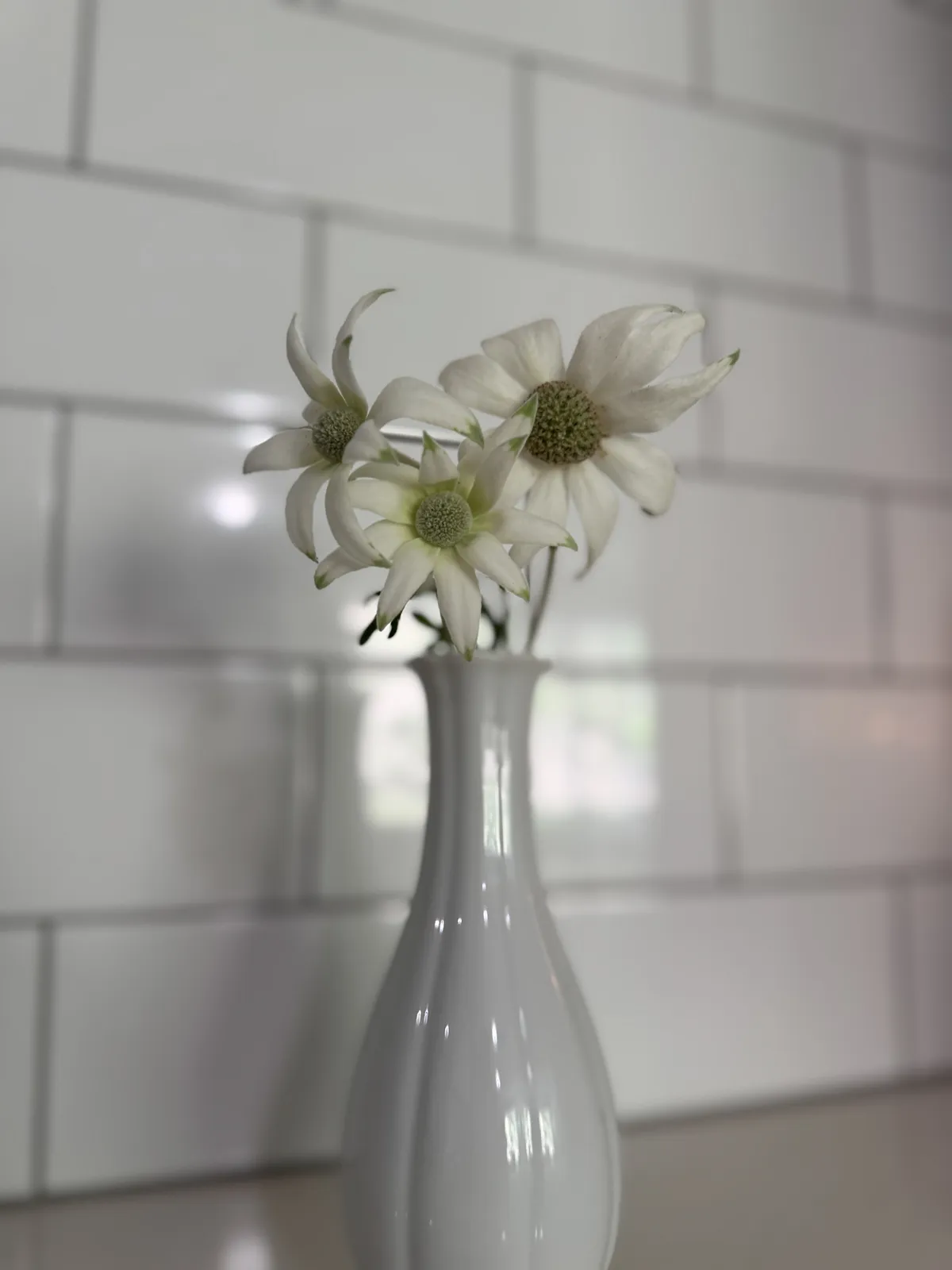 Flannel Flower