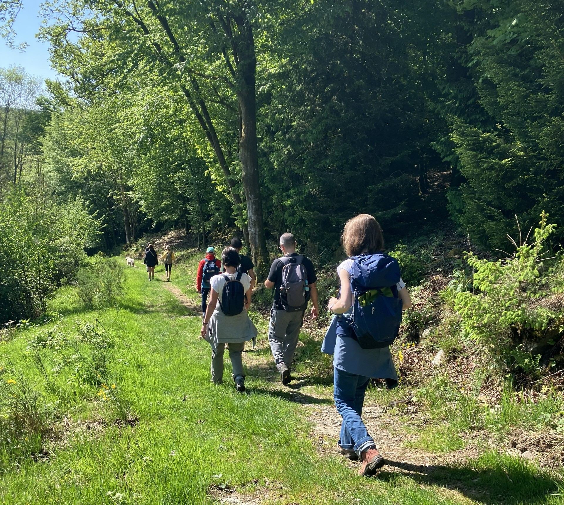 Randonnée en forêt pour accompagner les bienfaits du jeûne