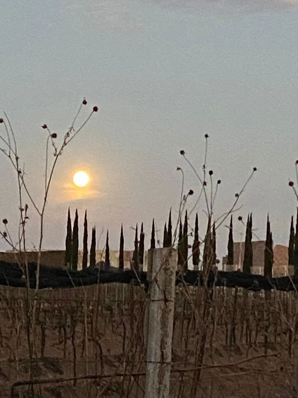 Vineyard Strip San Miguel de Allende Dolores Hidalgo