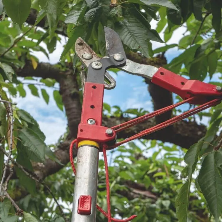 Tree Pruning in Dothan