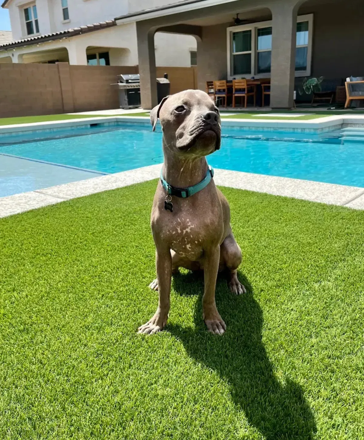 A light brown dog with a blue collar sits on green artificial grass by a sunny swimming pool and house.