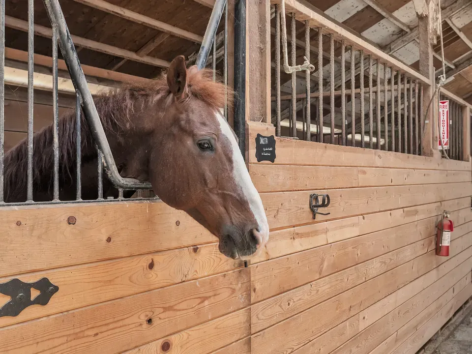 A chestnut horse with a white blaze looks out over its stall door in the barn at Ocean View Stables