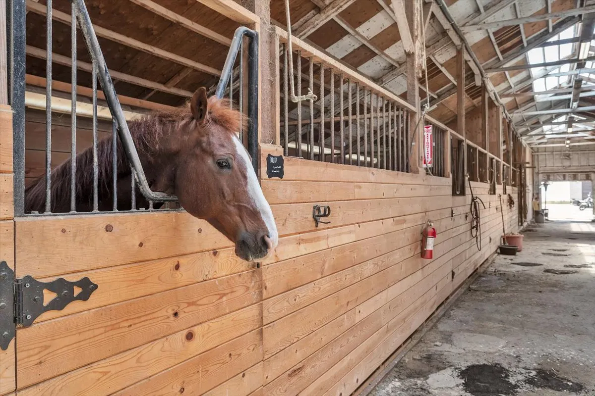 A chestnut horse with a white blaze looks out over its stall door down the sunlit barn aisle at Ocean View Stables