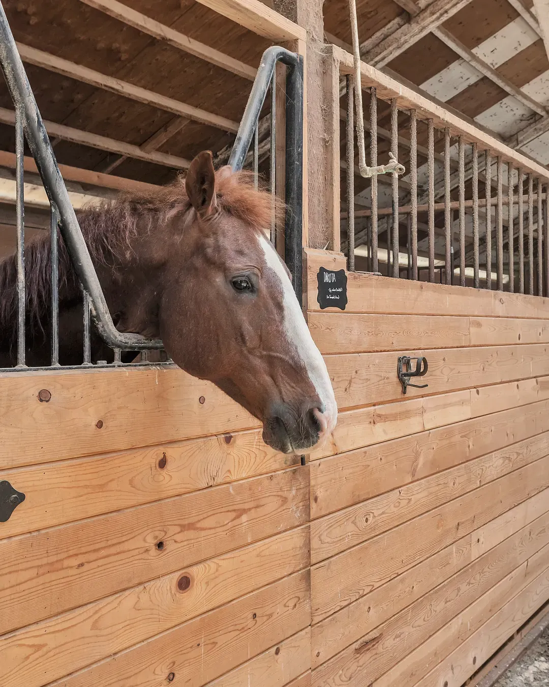 A chestnut horse with a white blaze looks out over its stall door in the barn at Ocean View Stables