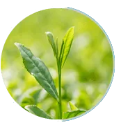 Green Tea Extract image