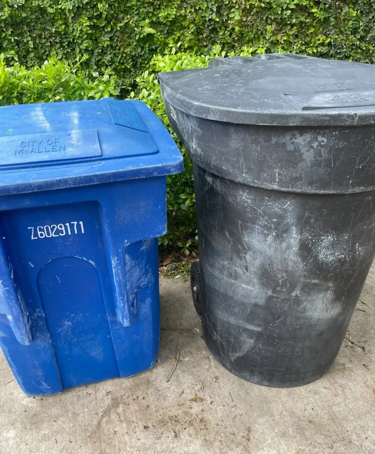 A blue City of McAllen recycling bin and a black garbage bin standing on concrete next to a green hedge.