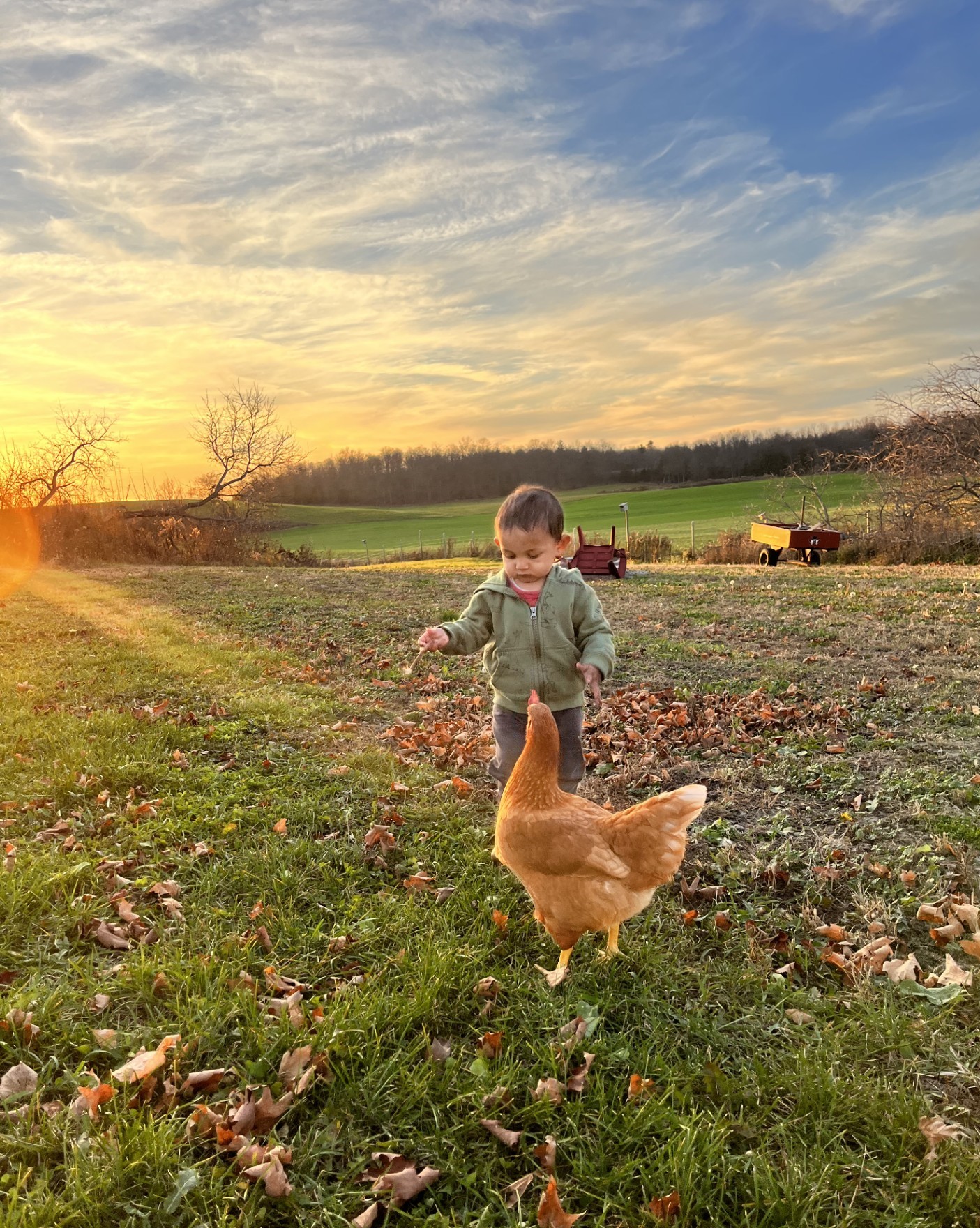 Boy and chicken during golden hour at Wild Hearts Homestead in Campbellford Ontario