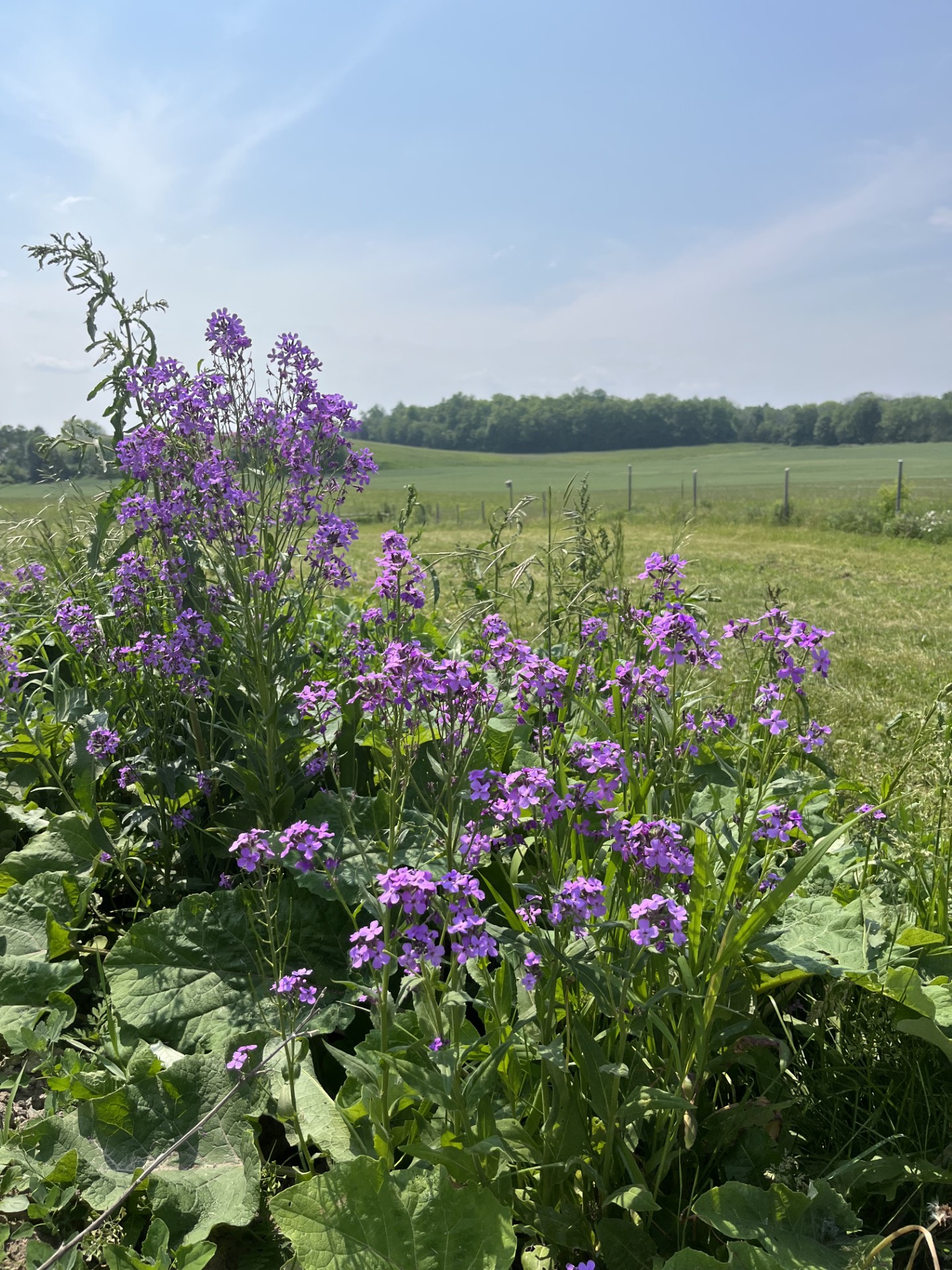 Wildflowers photography at Wild Hearts Homestead in campbellford on