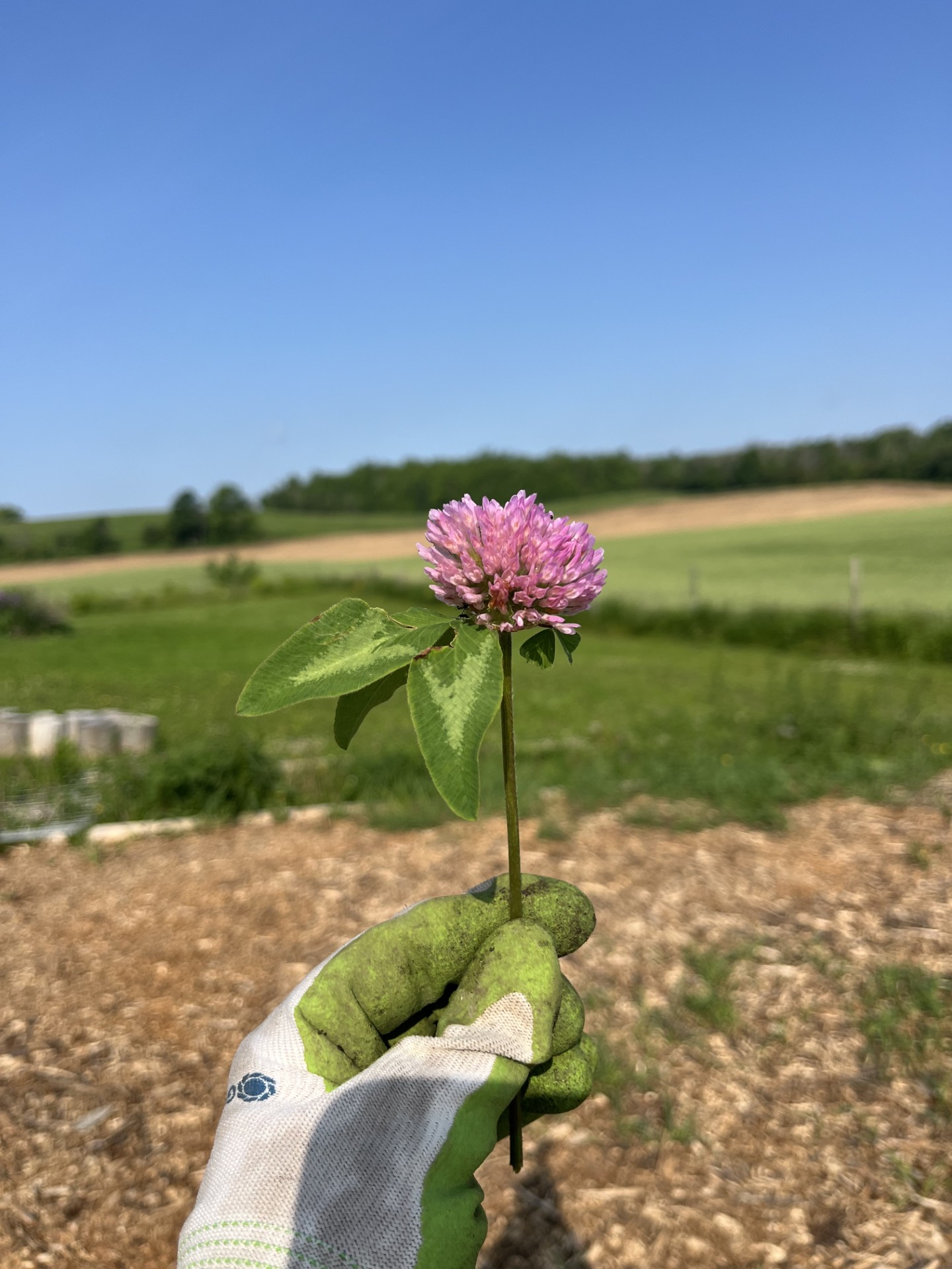 Wildflowers workshops at Wild Hearts Homestead in campbellford on