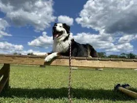 dog obedience k9 agility training enrichment confidence