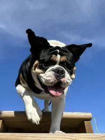 Bulldog Steps Enrichment Agility Behavioral Conditioning Training Expert Trainer